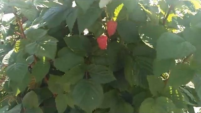 Дегустация малины самым искренним дегустатором малишом смотреть онлайн