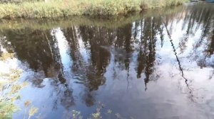 ДИКИЙ МОХТИК НА ПОПЛАВОК КИДАЕТЬСЯ, ВОДА КИПИТ ОТ РЫБЫ! РЫБАЛКА НА СЕВЕРНОЙ «СЕКРЕТНОЙ»))) РЕЧКЕ!