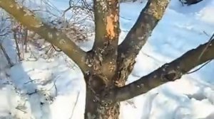 Перепрививка старой яблони часть 1 подготовка