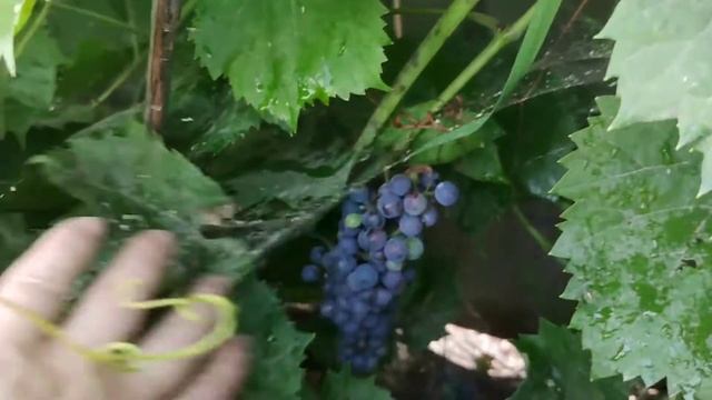 Суперсолодкий, неукривний ЛЕОН МІЙО смотреть онлайн