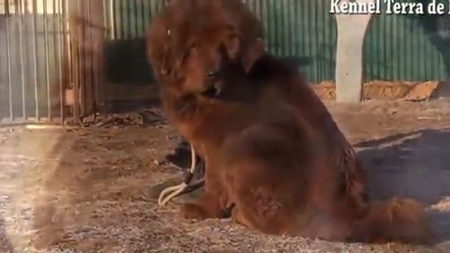 Tibetan Mastiffs from TdB смотреть онлайн