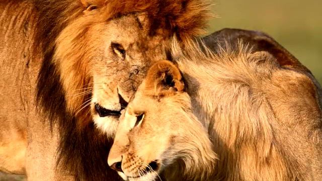 #ownmusic #ownsong #adammiller The passion of a lions heart - Adam Miller смотреть онлайн