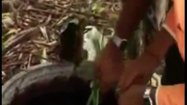 GOSSYPIUM's work with organic cotton farmers in India - 4 Min смотреть онлайн