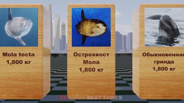 Самые Тяжелые Животные в Океане | Сравнение смотреть онлайн