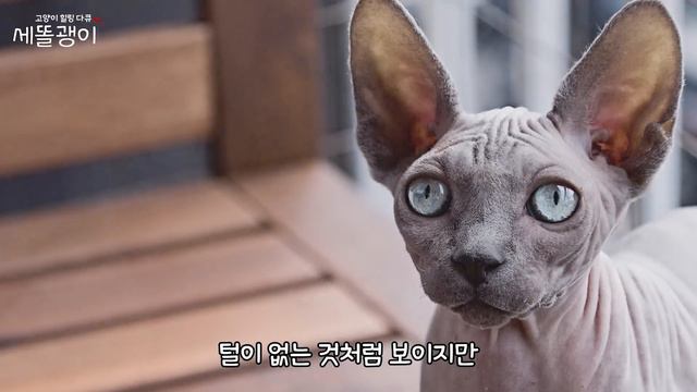 가장 비싼 고양이 TOP10 | expensive cat breeds top10 | 고양이 랭킹 | 고양이 순위 смотреть онлайн