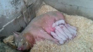 Удаление клыков новорожденным пороясятам легко//Fang removal to piglets