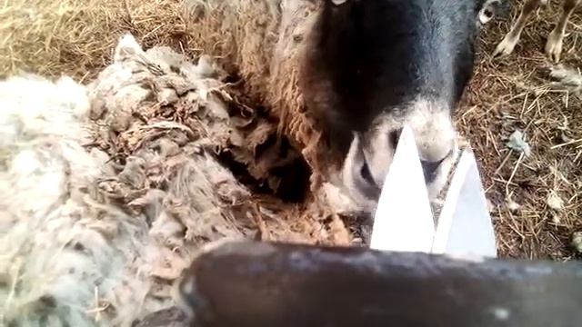 Отзыв о ручных ножницах для стрижки овец смотреть онлайн