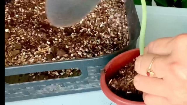 Alocasia Melo care guide смотреть онлайн