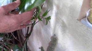 Монстера  укоренение черенка.  Как быстро происходит укоренение!?