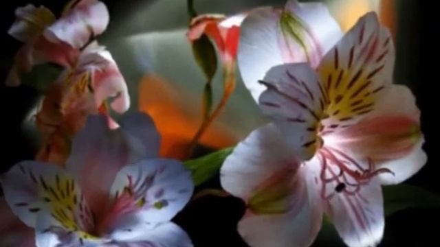 Красивые цветы для Тебя смотреть онлайн
