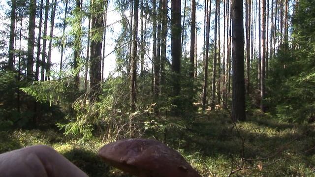 В ЦАРСТВЕ БОРОВИКОВ смотреть онлайн