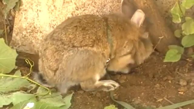 Кролик на даче.avi смотреть онлайн