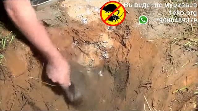 Внутреннее строение муравейника смотреть онлайн