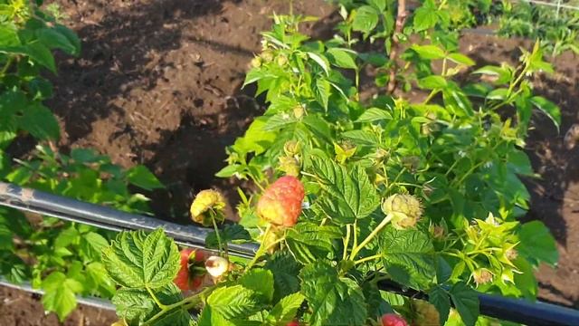 Ремонтантная малина Яна и Моллинг Белла смотреть онлайн