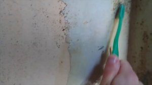 ?Удаление плесени за Копейки - 100% РЕЗУЛЬТАТ! Удаление плесени дешёвой БЕЛИЗНОЙ. Дезинфекция стены