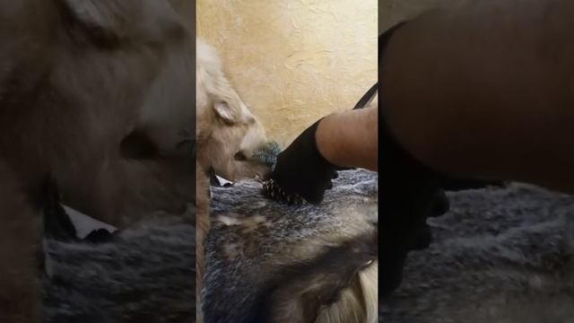 Лапландский нож сталь 110Х18МШДв смотреть онлайн