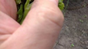 ?Батрайдер результат обработки через день ? #тля #город61 #садогород #батрайдер #средствооттли