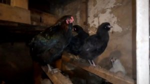 Куры породы амераукана.