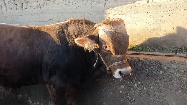 КАШКАДАРЁ ВИЛОЯТИ, КИТОБ ТУМАНИ МОЛ БОЗОРИ #китобмолбозори #molbozor #chorva #sigir #cow #buqalar