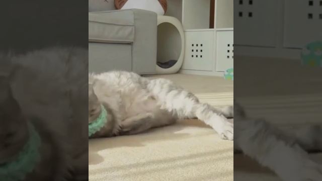 плюшевая Эл рыбка для кота