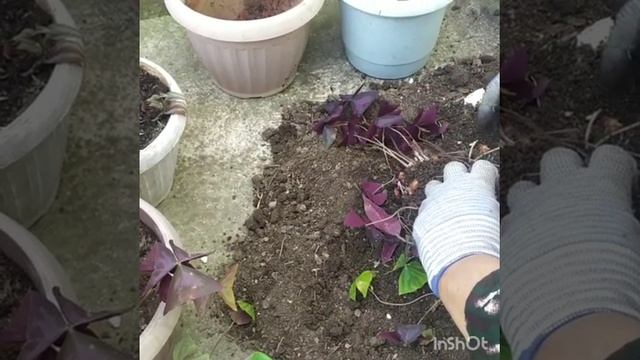 Кислица треугольная. (Оксалис) смотреть онлайн