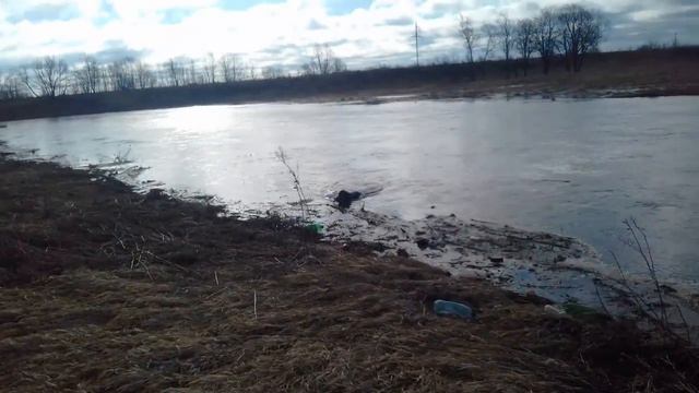 Русский охотничий спаниель Стелла (Арктика).Подача из воды!!! смотреть онлайн