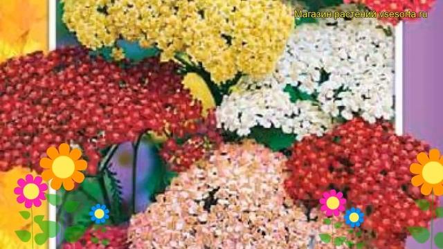 Тысячелистник обыкновенный Смесь окрасок. Краткий обзор, описание характеристик смотреть онлайн