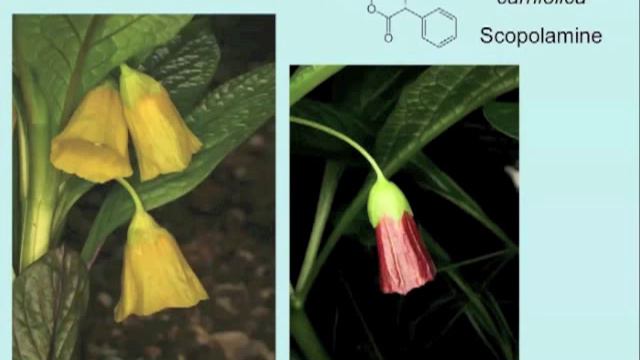 Why Plants Have Been Used As Medicines For The Past 3000 Years