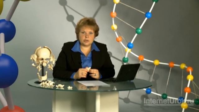 Скелет головы и туловища. Видеоурок по биологии 8 класс смотреть онлайн
