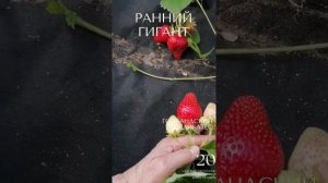 КЛУБНИКА ГИГАНТСКИЙ ДЕЛИКАТЕС -  ВСЯ ПРАВДА В НАЗВАНИИ