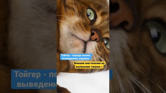 Интересные факты о животных: тойгер смотреть онлайн