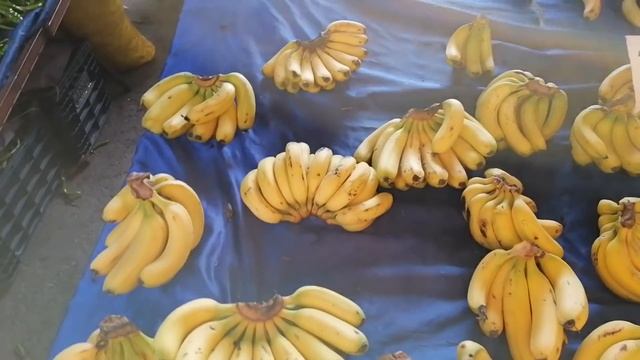 Схватила удачу за хвост. Кто остался дома? С кем коты?  Где лучше жить в Аланье?