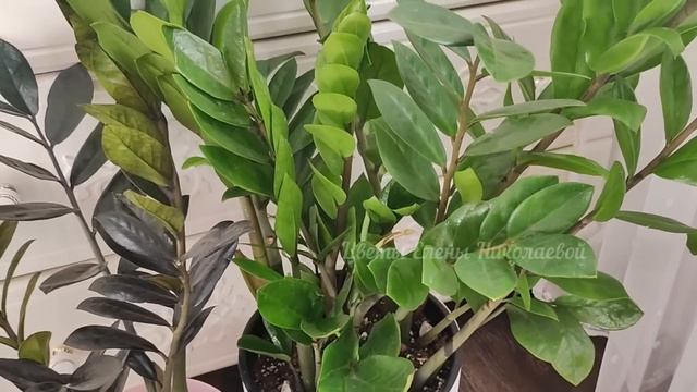 Не выбрасывайте ЭТО в мусорку! ЧИСТОЕ ЗОЛОТО для ЗАМИОКУЛЬКАСА и ДЛЯ ВАШИХ РАСТЕНИЙ, Удивительно! смотреть онлайн