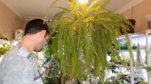 Папоротник Нефролепис/ Размножение/ Уход