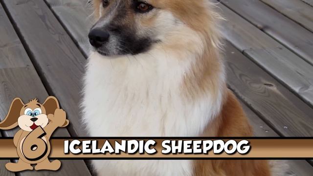 10 Most Beautiful Dog Breeds In The World смотреть онлайн