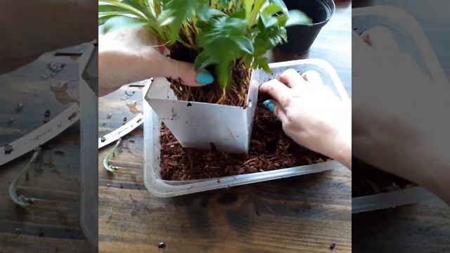 Пересадка масдеваллии Masdevallia Amabilis