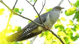 Рассказ Кукушка