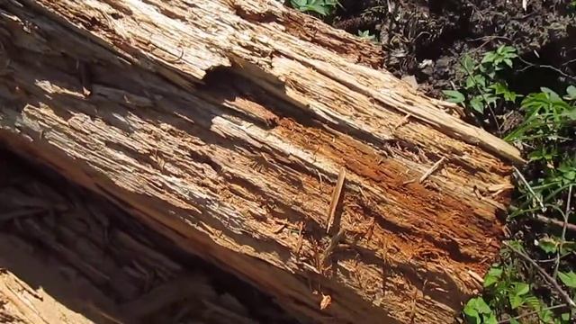 Полное разрушение древесины в результате действия вредителей древесины смотреть онлайн