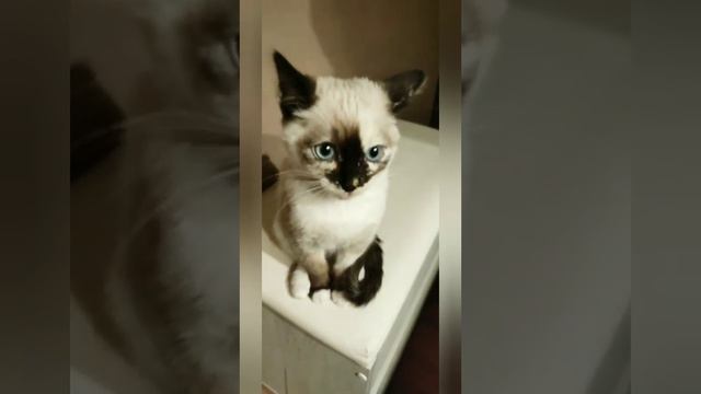 Мистюшенька, что с тобой?)) смотреть онлайн