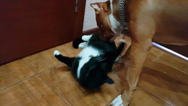 Дикие игры смотреть онлайн