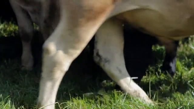 Fox Run Farm Conservation Methods v.2-5-14 смотреть онлайн