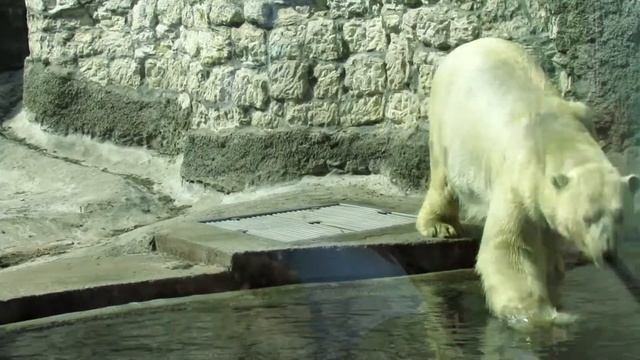 Белый медведь плавает. Polar bear Moscow Zoo смотреть онлайн