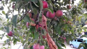 Яблоки сорта Макинтош