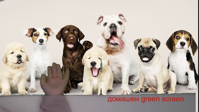 Пробно видео с green screena смотреть онлайн