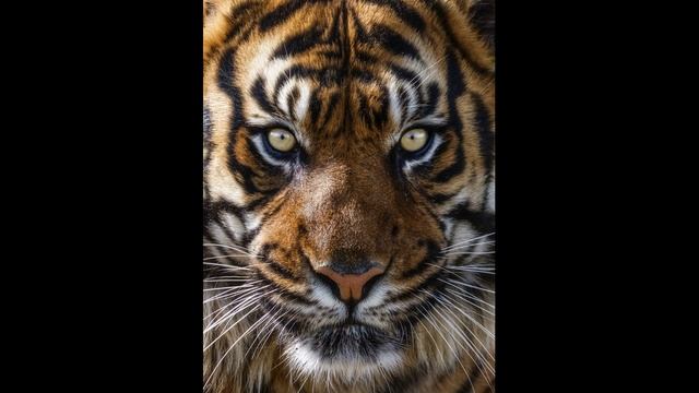 мои страшные сны (наконец-то)