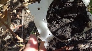 Шары для саженцев, опыт номер три, черная смородина, разведение саженцев.