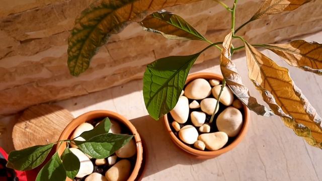 Домашний VLOG Греция смотреть онлайн