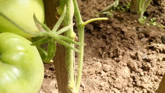 Ускоряю созревание томатов и обзор перцев. 16 июля 2022 г. смотреть онлайн