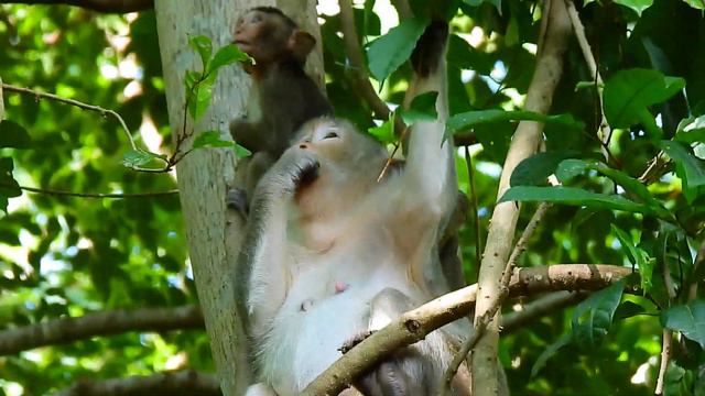 [ 2:33 ] Baby Monkey Cinn Playing On The Tree [ Old Mom Monkey Marri Grooming Baby Misty ]