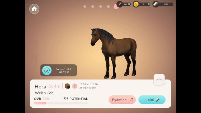[Equestrian the Game] Horse Shopping Spree! Buying Horses From The Lvl 10 Market! Fjord Hunt! [ETG] смотреть онлайн